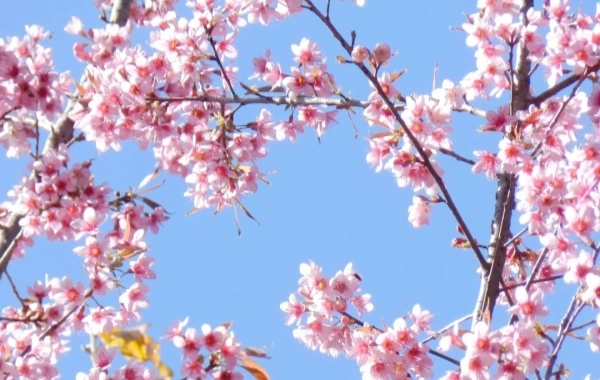 Kunming Botanical Garden West Garden: A condensed epic from mountain nursery to plant kingdom