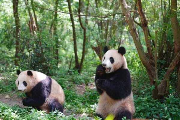 Chengdu Panda Valley: The Secret Realm of Wild Release of Giant Pandas and the Natural Wonderland of High Mountain Canyon-4