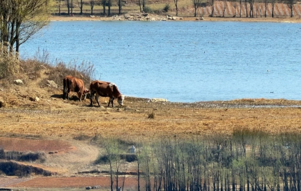 Caohai See: Eine Reise in die Highland Pearl, Winter Haven für Migrationsvögel und Wetland Wonderland-4