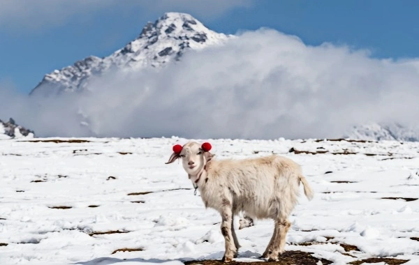 Qilian Mountains: An Ecological Miracle—From a 