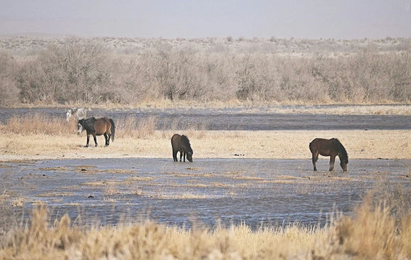 Yumenguan Pass: Eine Reise durch zweitausend Jahre Frontier Poesie und Vigilanz-3