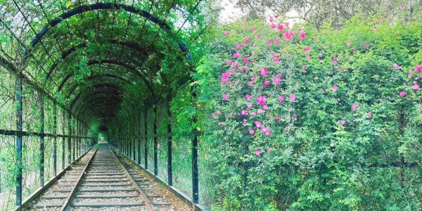 mount wuyi,Rose Tunnel.jpg