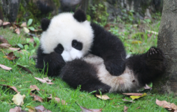 10-Day Beijing, Xi'an, Chengdu and Shanghai Group Tour