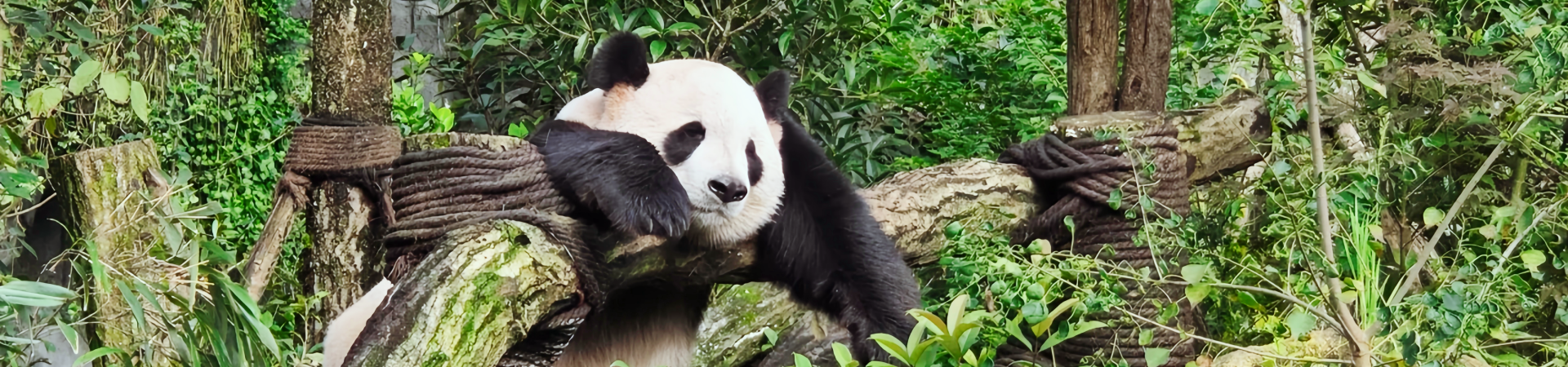 Chengdu Travel Guide: Embark on Your Perfect Journey