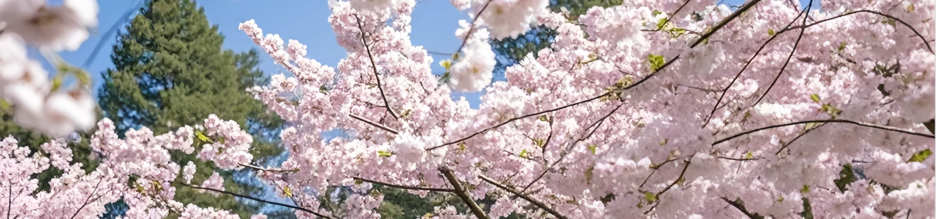 Der ultimative Guide für die beste Zeit, um Yunnan zu besuchen: Diverse Landschaften & Kultur Reiche erwachen