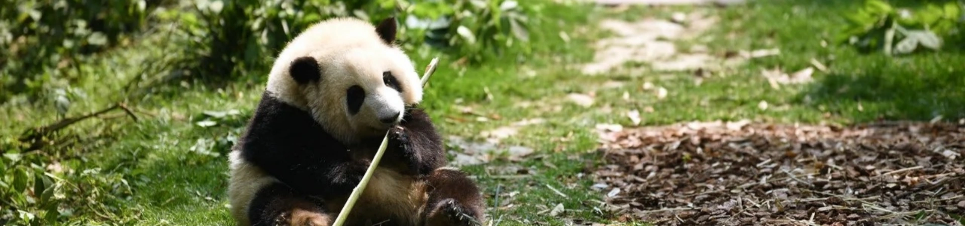 7 Days Chengdu Guizhou Chongqing Cultural Experience Tour